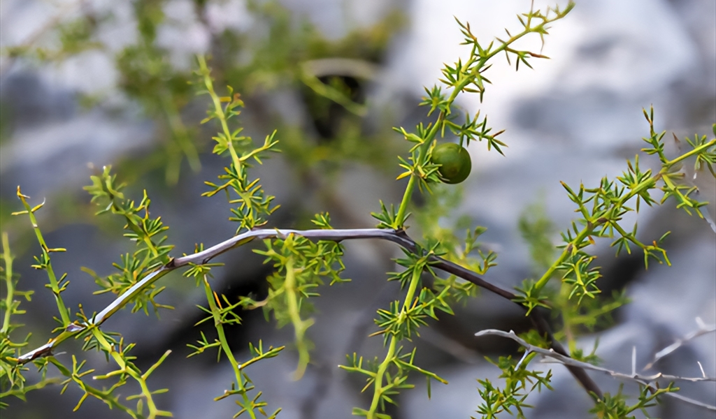 نبتة الهليون