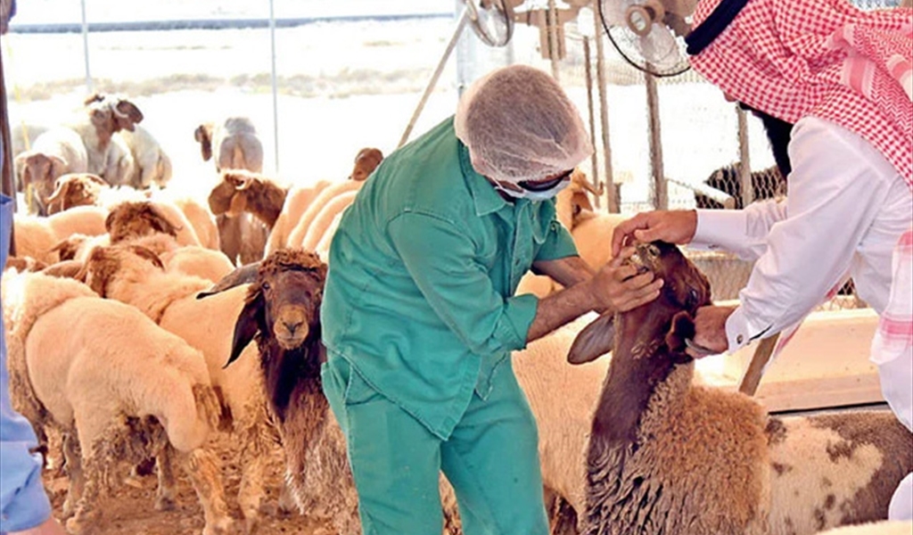 «مواكب النور في دروب الهلاك: ذاكرة الحج قديماً» (الحلقة الأخيرة)