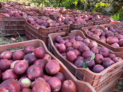 تفاح بسكنتا