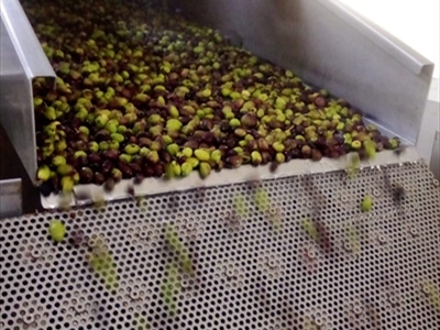 تجهيز الزيتون لعصره