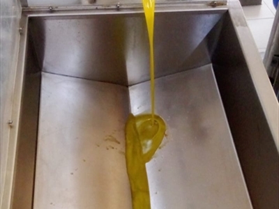 المرحلة الاخيرة عصرالزيتون