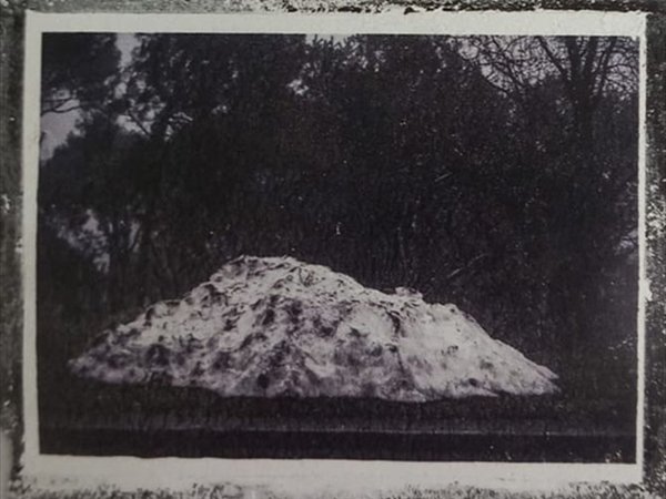 معانقة الأشجار