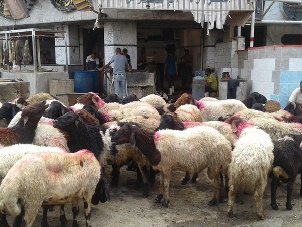 سعر الخروف يتجاوز 400 دولار... الأضاحي نارٌ تلتهب