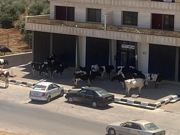 أنقذونا من الأبقار!