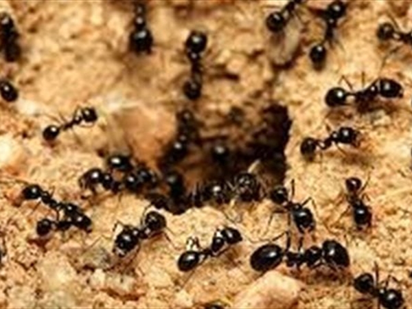 مختار النمل!