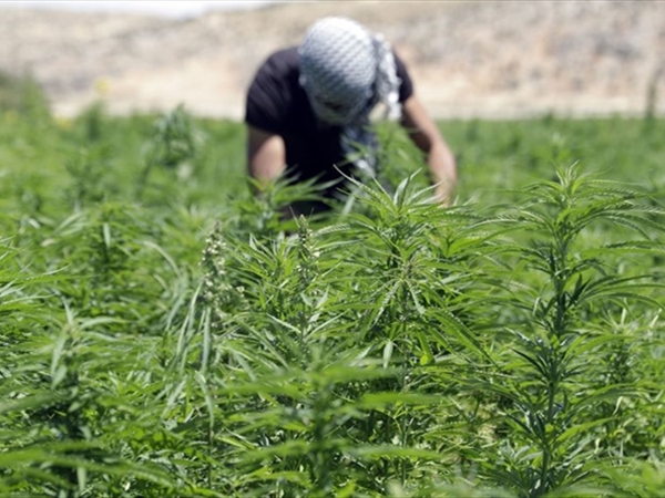 القنب اللبناني: فرصة إنقاذ حقيقية لإقتصاد منهار