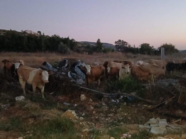 عمليات تمشيط واستهدافات قام بها العدو وتحذيرات من أبقار إسرائيلية «ملوَّثة جرثومياً» دخلت الأراضي اللبنانية
