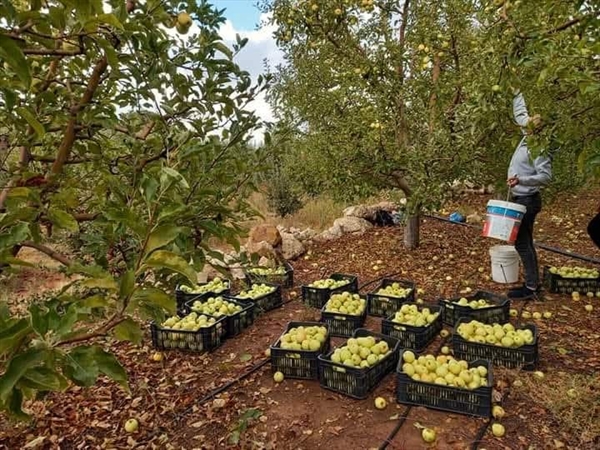 تفاح عكار صعوبة في التسويق وقطافه نصف الموسم