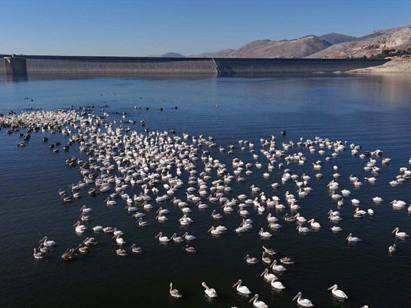 الطيور المهاجرة تشتاق إلى البحيرة