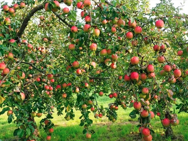 مزارعو التفاح يودّعون الموسم على وعود وزير الزراعة بوقف الاستيراد