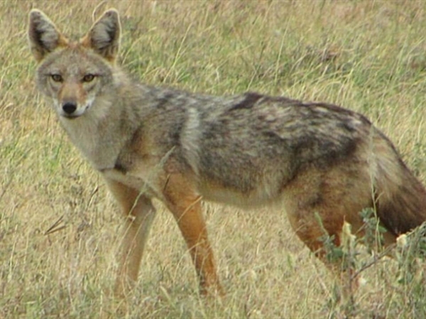 بعد تسجيل حالات نفوق حيوانات برّية... الوزارة تتحرّك