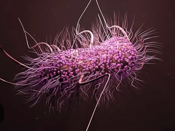 بكتيريا «بسودوموناس ايروجينوزا»: مرض انتهازي بقدرته على الصمود والازدهار في بيئات مُختلفة