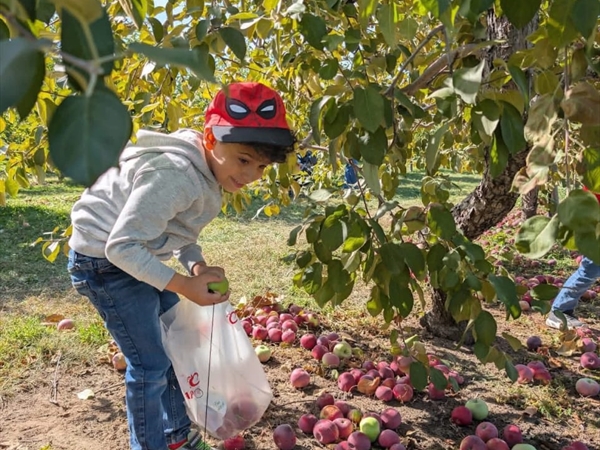 مزارعو التفاح يودعون الموسم على وعود وزير الزراعة بوقف الاستيراد وتوفير الدعم للطاقة الزراعية