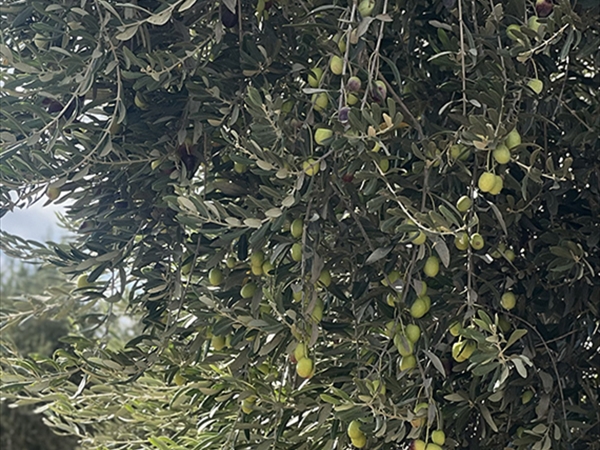 شجرة الزيتون في لبنان: تاريخ من الجذور والعراقة