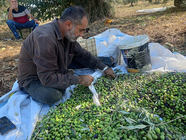 الزيتون العكاري بين "بركة" المنطقة المحرومة