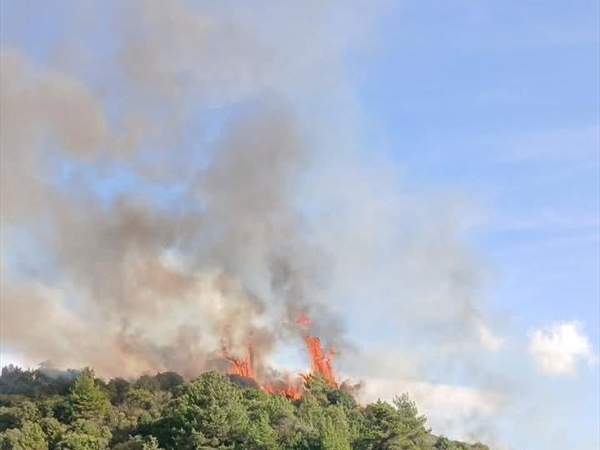تشرين يلهب غابات لبنان بنار الحرائق والمشاحر ومبادرات وطنية مبتكرة [...]