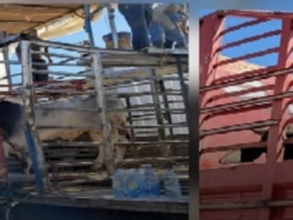 وزارة الزراعة نظمت جولة في مرفأ بيروت لمواكبة أعمال الحجر على الأبقار