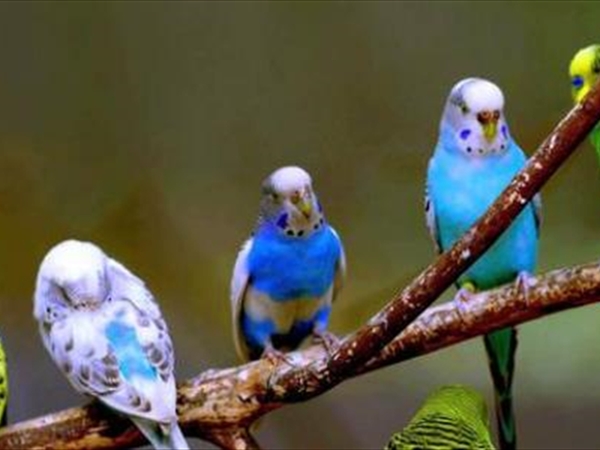 هي العصافير