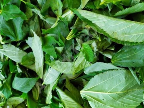 "ملوخيّة" منتهية الصلاحيّة... معدّة للبيع في الأسواق!