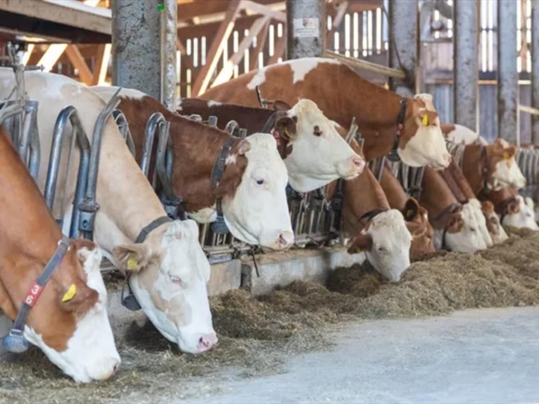 بعد تسجيل حالات حمى قلاعية في مزارع للمواشي... تشكيل لجنة [...]