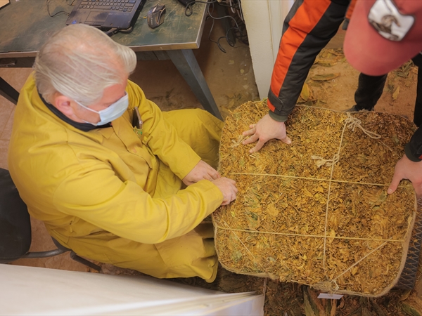 «الريجي»: بدء تسلُّم محاصيل تبغ البقاع