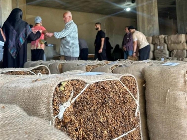 «الريجي»: تسلِّم محاصيل التبغ في البقاع بدءاً من 21 الجاري