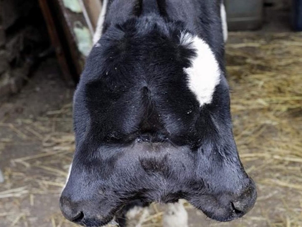 عكار تشهد ولادة نادرة.. عجلة برأسين تدهش الأهالي