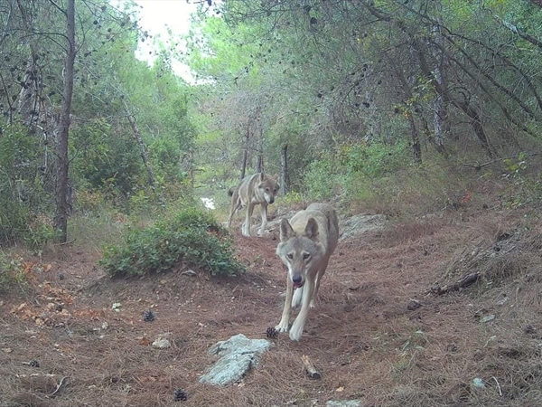 حدث بيئي نادر في عكّار: رصد ذئاب رمادية في وادي عودين
