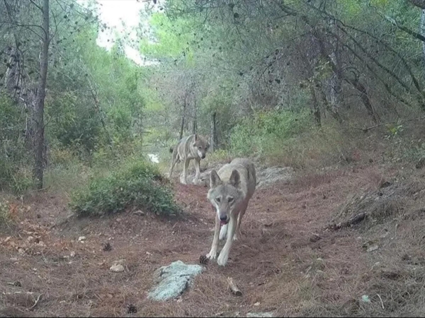 للمرّة الأولى منذ عشرات السنين... بالصورة: ذئبان رماديّان في لبنان!