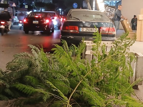 شاحنة تطيح بالأشجار في الطريق الجديدة