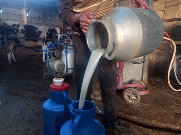 أبقار الحليب بين الاندثار والاستمرار في عكار