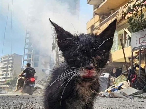 ضحايا صامتة!