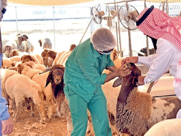 «مواكب النور في دروب الهلاك: ذاكرة الحج قديماً» (الحلقة الأخيرة)