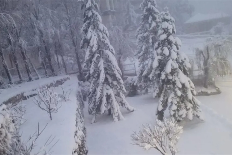 الأبيض يزيِّن جبال لبنان وسواحله: مواسم خير واعدة