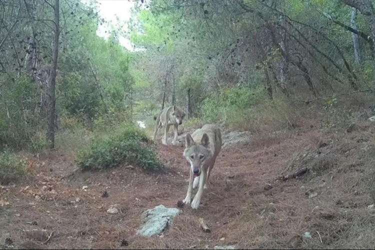 للمرّة الأولى منذ عشرات السنين... بالصورة: ذئبان رماديّان في لبنان!